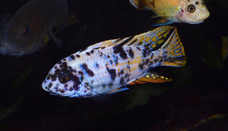 Labeotropheus fuelleborni 'Thumbi West Island'